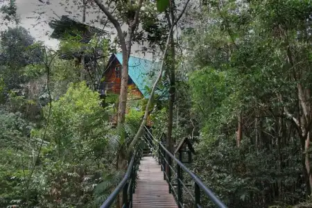 Khao Sok Tree House - 33