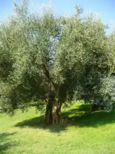 Poggio del Sole - 42