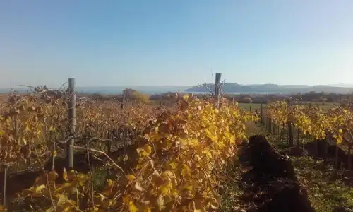 Koczor Winery & Guesthouse - 6