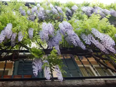 Mamma Ciccia - 13