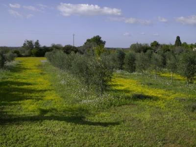 Masseria Faresalento - 19
