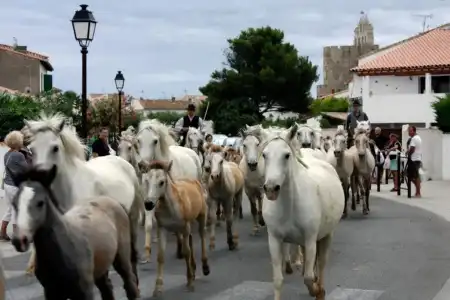 Hôtel Le Neptune en Camargue - 42