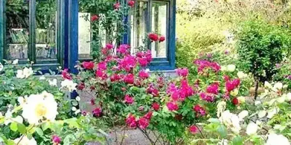 La Gallina Felice B&B - 11