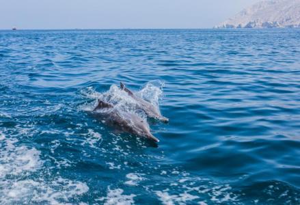 Atana Musandam - 24