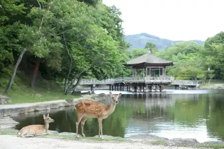 Noborioji - 15