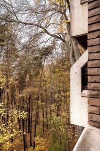 Forest - 92