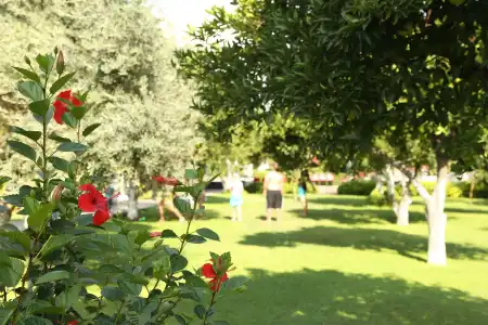 Viking Garden - 30