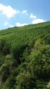 Pension Winzerhaus - 23