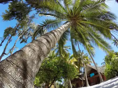 Evergreen Bungalows - 85