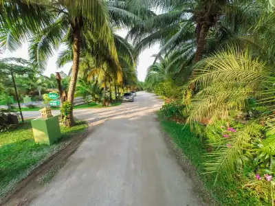 Coconut Resort - 14