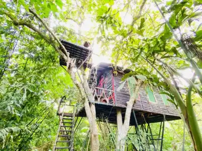 Khao Sok Tree House - 35