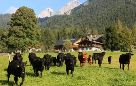 Lärchenhof - 11