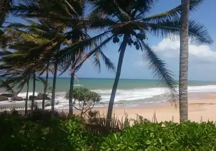 Turtle Bay - 11