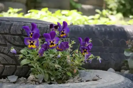 Guest House Sabauri - 13