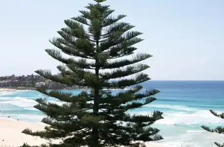 Bondi 38 Serviced Apartments - 12