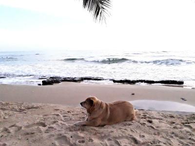 Ancarine Beach Resort - 12