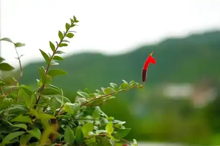 Proud Phu Fah Maerim - 69