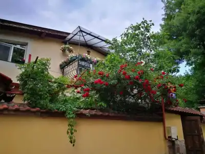 Paradise - 6