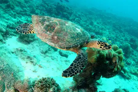Savoy Seychelles Resort & Spa - 19