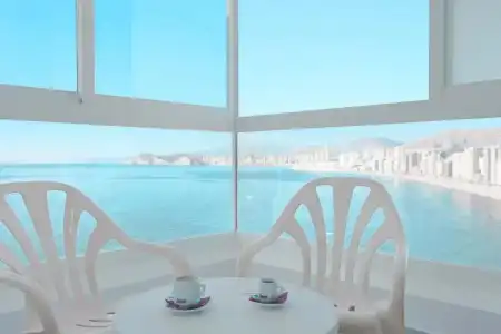 Kaktus Benikaktus - 55