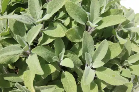 Intorno al Fico - 51