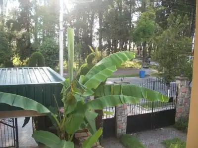 Magnolia Agmashenebeli - 17