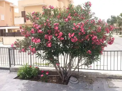 Themis Apartments - 43