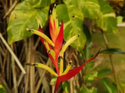 TROPICAL HOUSE Jungleside Villa - 47
