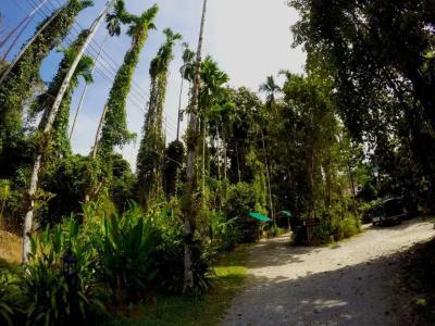 Morning Mist Resort - 3