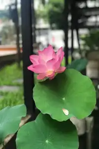 The Wishes at Chiangmai - 34