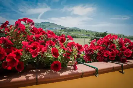 B&B Il Girasole - 70