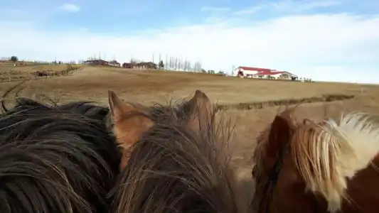 Geysir Hestar - 26