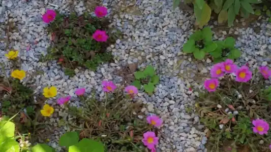 Panoramic - 63