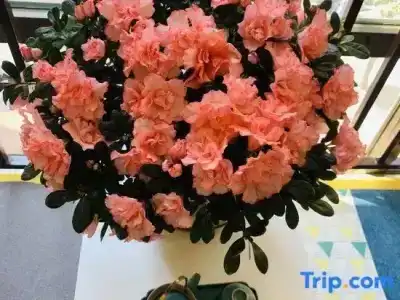 Floral · Su Shun Suzhou - 208