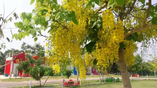 Rai Phurak Resort - 60