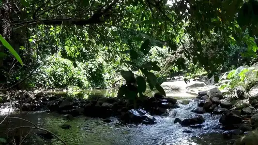Tree Top River Huts - 41