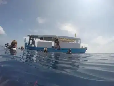 Island Host - 15