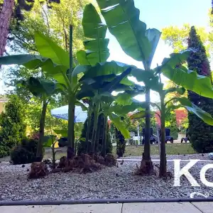 Korona - 28