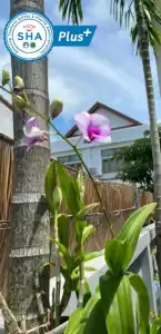 Vivi Boutique Resort Room (SHA Plus+) - 33
