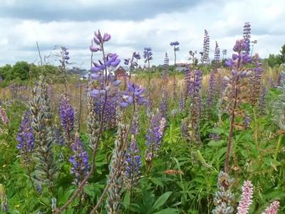 Miriquidi All Inklusive - 15