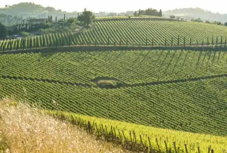 Dievole Wine Resort - 28