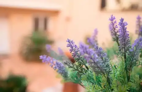 Il Cortile delle Esperidi - 78