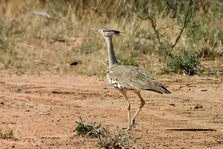 Waterberg Wilderness - 77