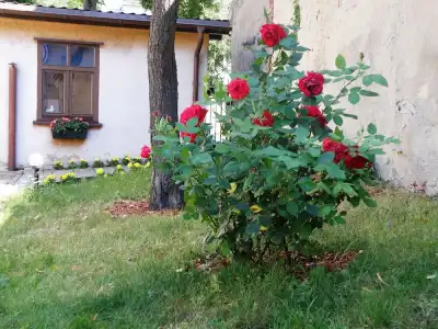 Litinterp Guesthouse Klaipeda - 14
