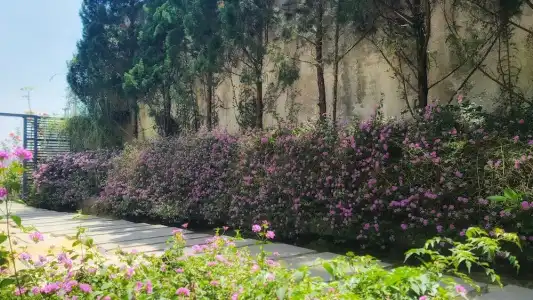 The Luxe Da Lat - 327