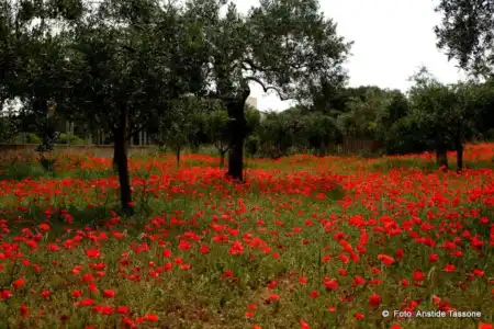 La Mimosa Case Vacanze - 56