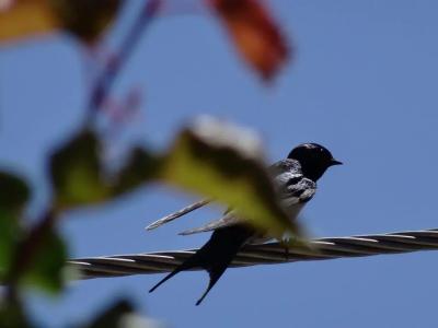 Eleni's Cottage - 30
