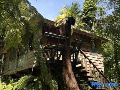 Fern Paradise - 46