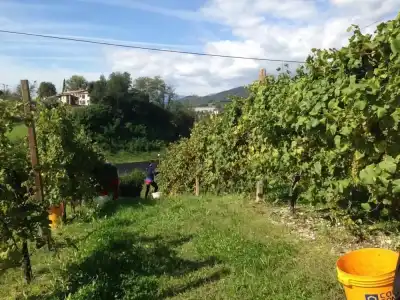La Vigna Di Sarah - 18