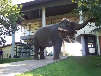 The Elephant Corridor - 23